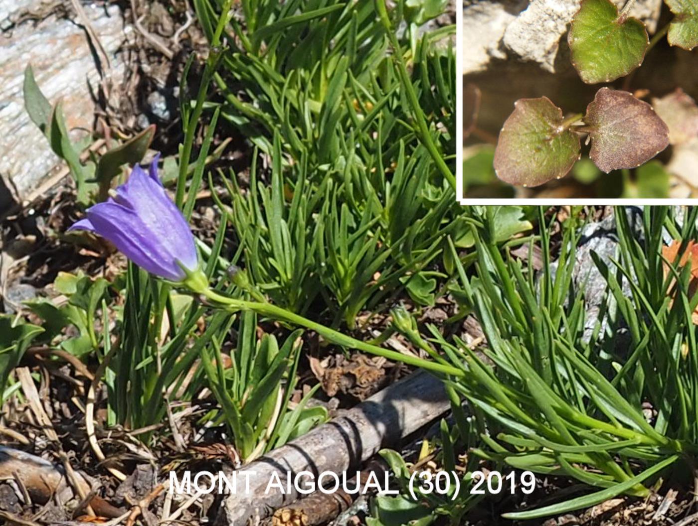 Harebell leaf